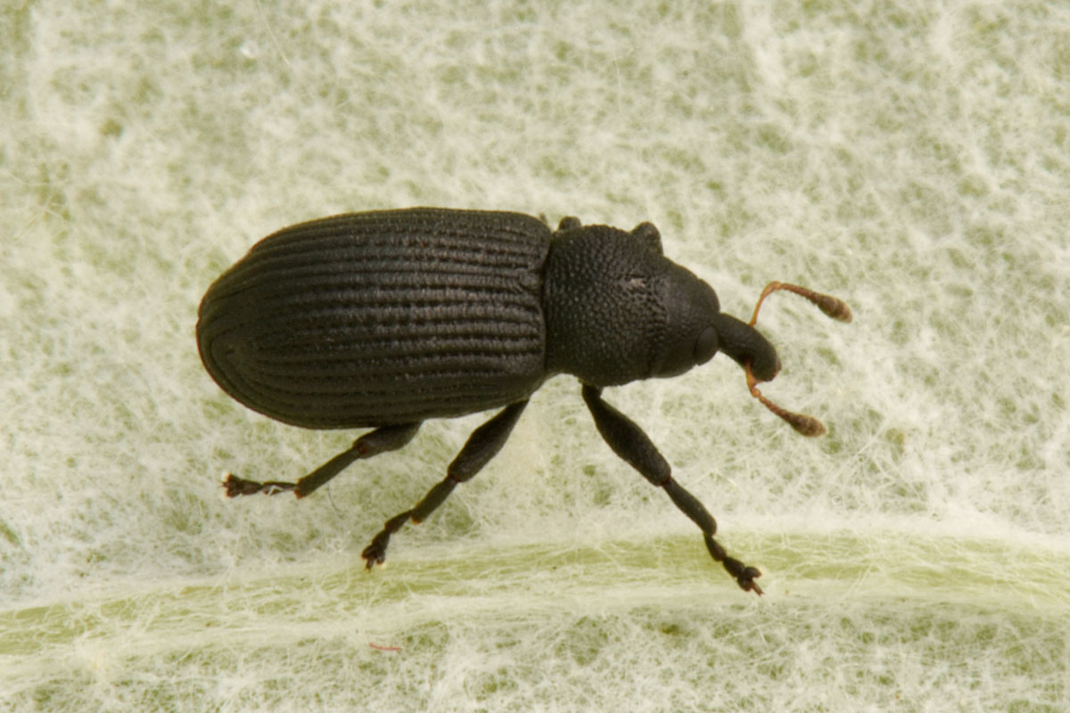 Curculionidae: Magdalis sp?  Magdalis (Panus) barbicornis !